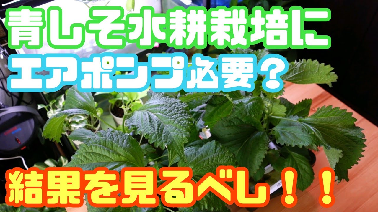 【青しそ水耕栽培】酸素が必要か新検証！！エアポンプで空気送ったら成長が凄いことになるのがやってみた