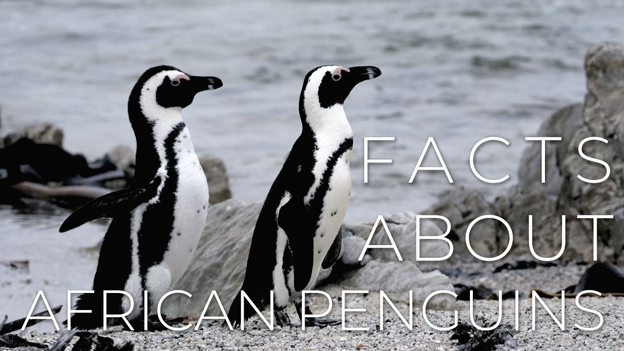 Sixteen Interesting Facts about the Critically Endangered African Penguins.