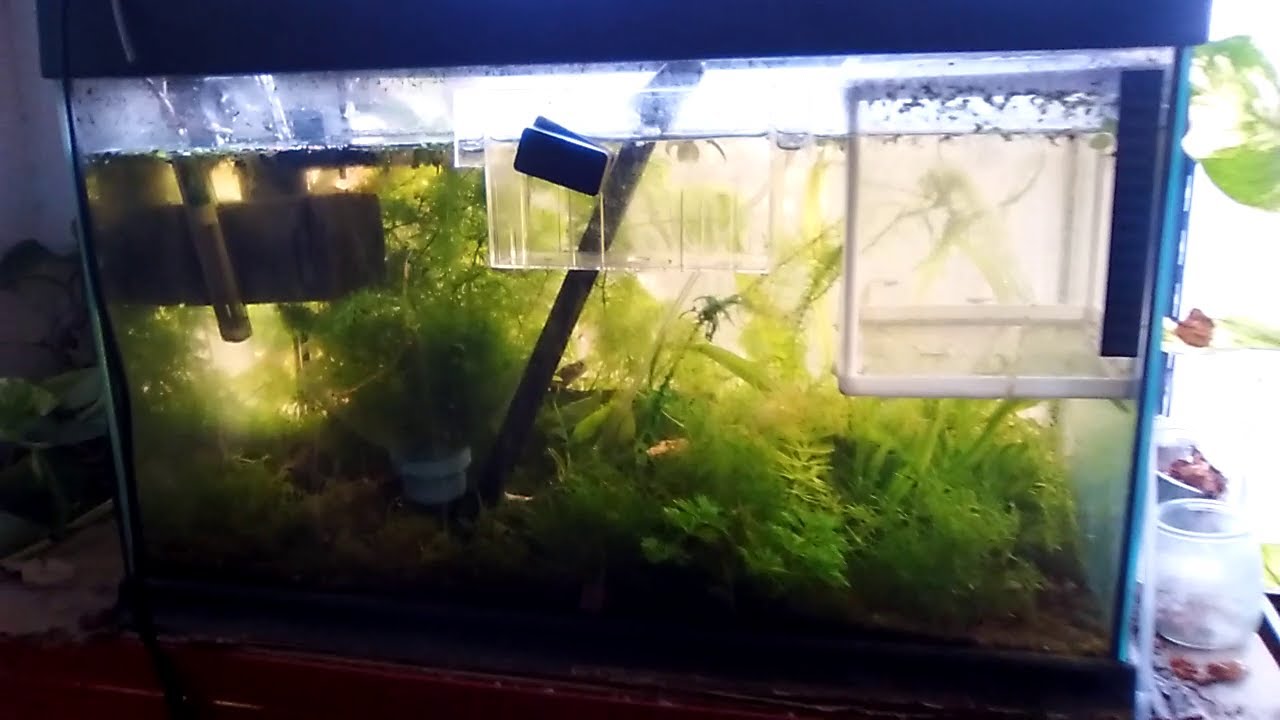 Invento para recolectar huevos de Rasbora Galaxy y otras Rasboras