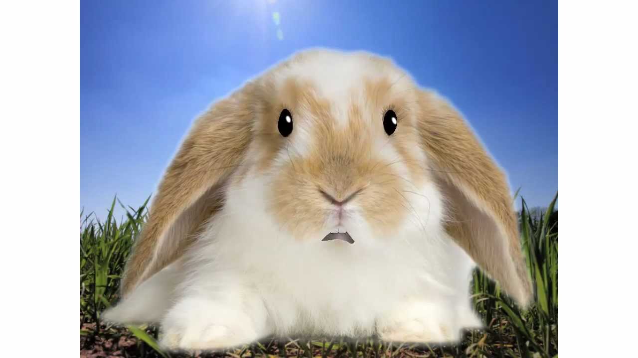 Raising Rabbits