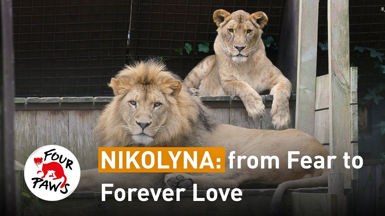 Nikolyna: from Fear to Forever Love