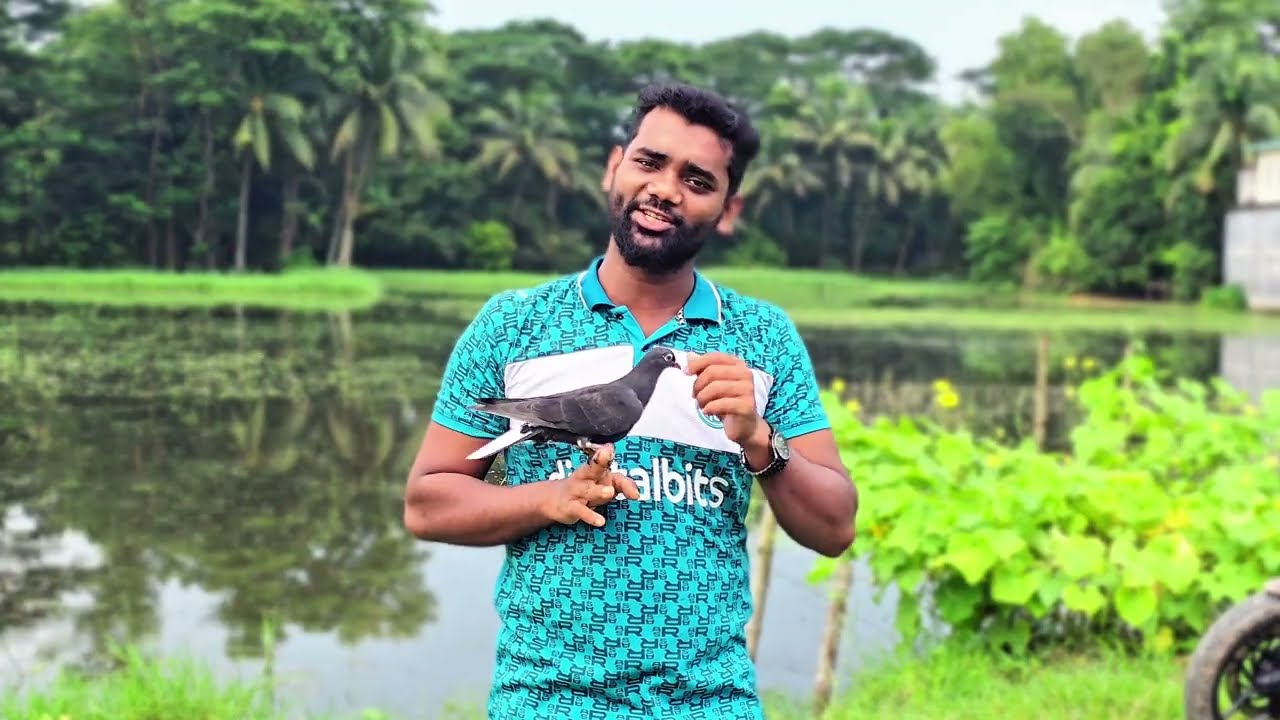 কবুতর শিকারি করার সহজ উপায় এবং ট্রেনিং 