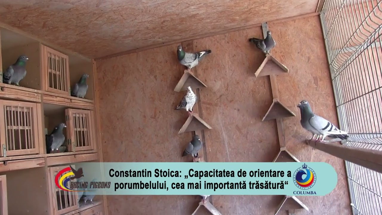 Constantin Stoica: „Capacitatea de orientare a porumbelului, cea mai importantă trăsătură“