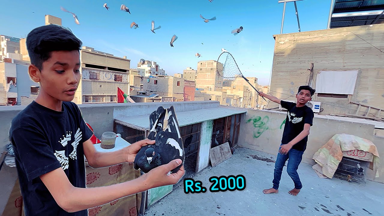 Ary Bhai Dost Ne Polish Kbootar Uda Diya 🦅