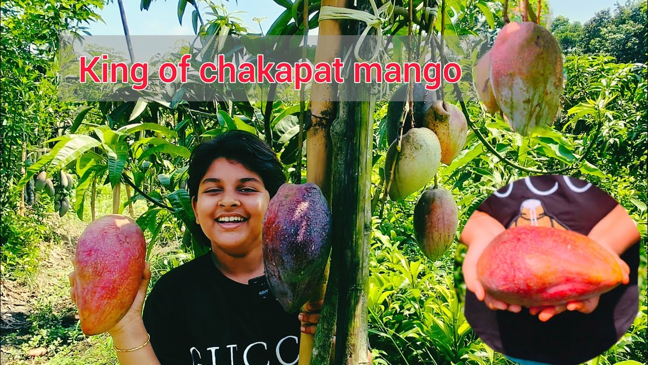King of chakapat mango full information/The best among foreign mangoes/Ph -7601949430