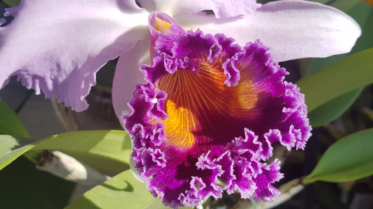 Цветение каттлеи . Lc Dinard 'Blue Heaven '