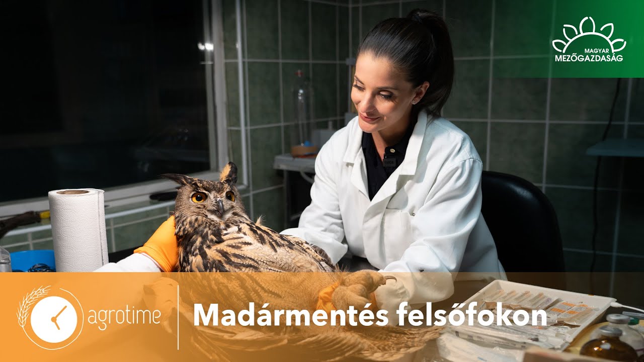 Madárkórház a Hortobágyon, avagy 