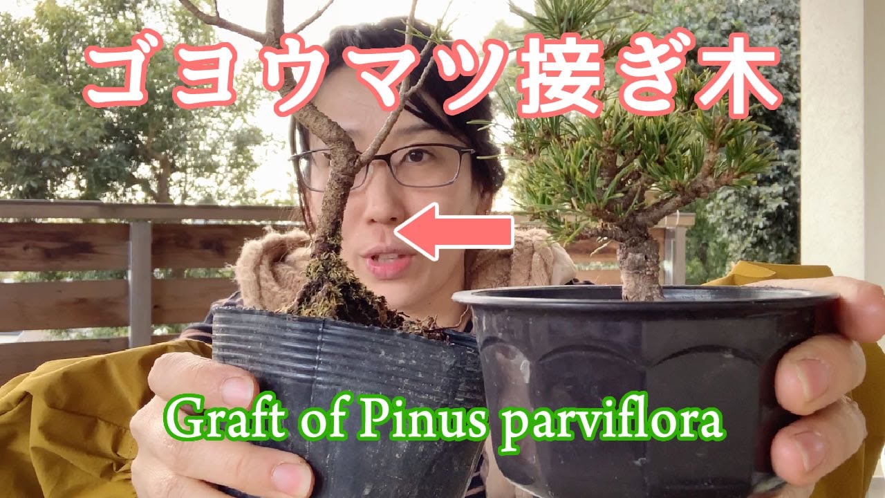 ゴヨウマツにゴヨウマツを接ぎ木しました／Graft of Pinus parviflora！