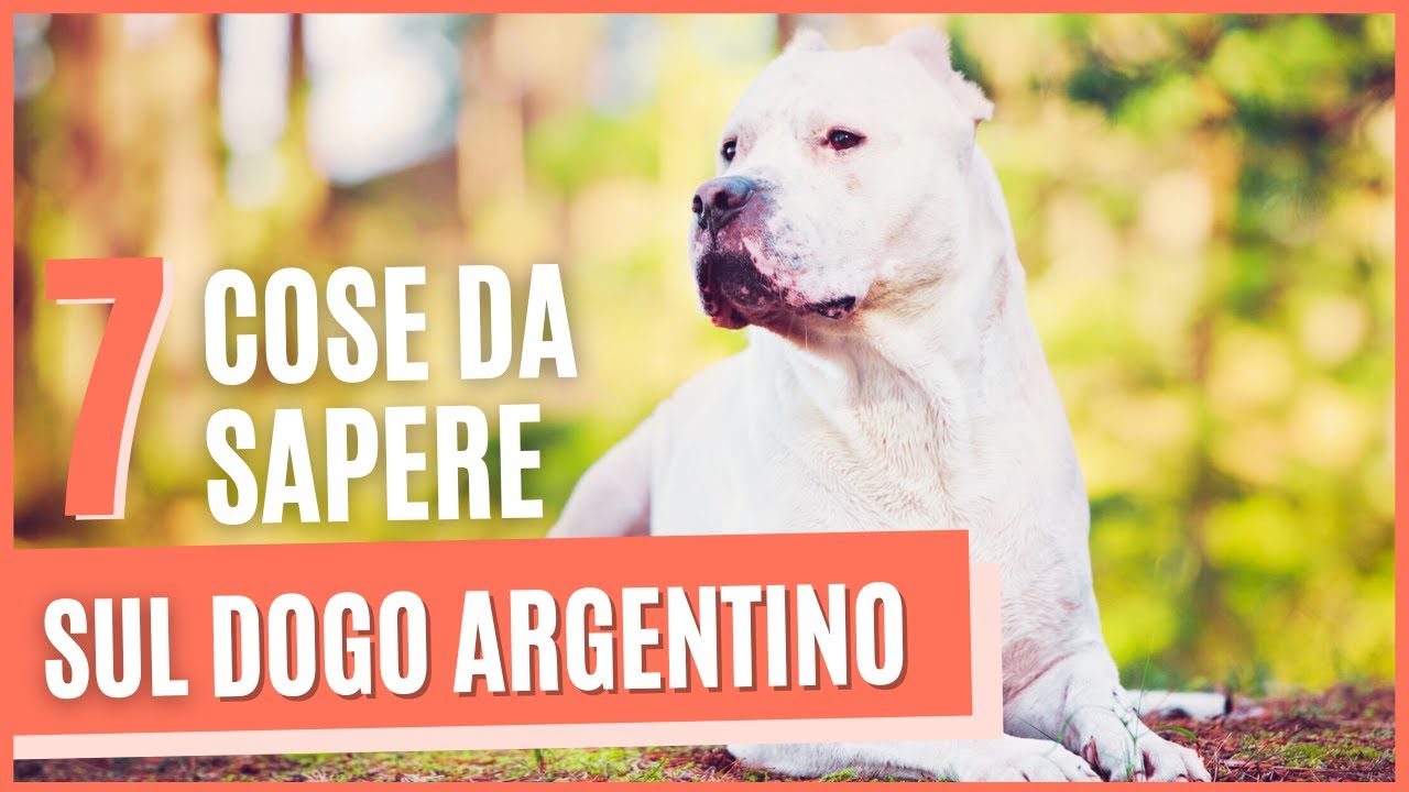 DOGO ARGENTINO curiosità | 7 Cose da sapere prima di prendere un DOGO ARGENTINO | PRO E CONTRO