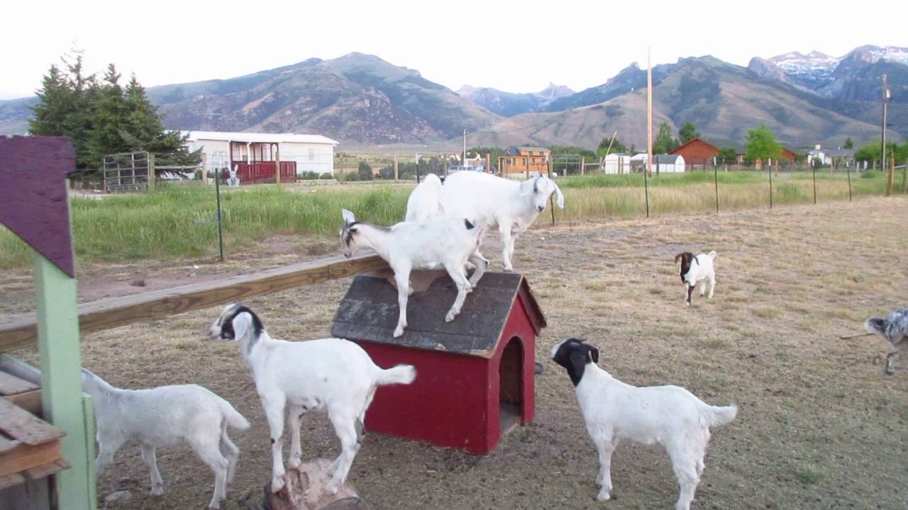 baby goat playground