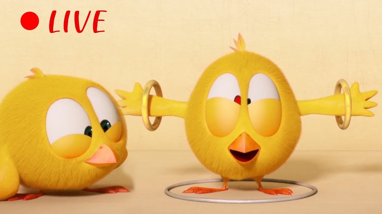 🔴 LIVE CARTOON | WHERE'S CHICKY | 🐥 Cartoon in English for Kids  | Live Stream