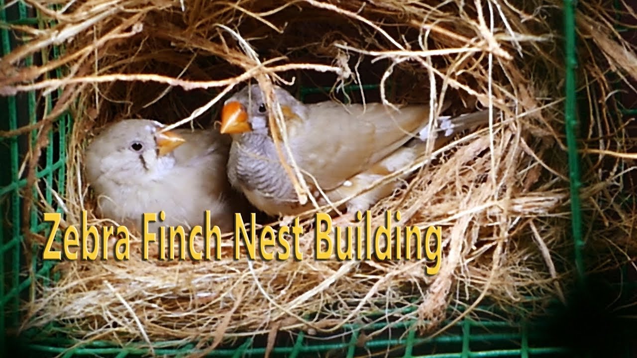 Zebra Finch Nest Building, Bird