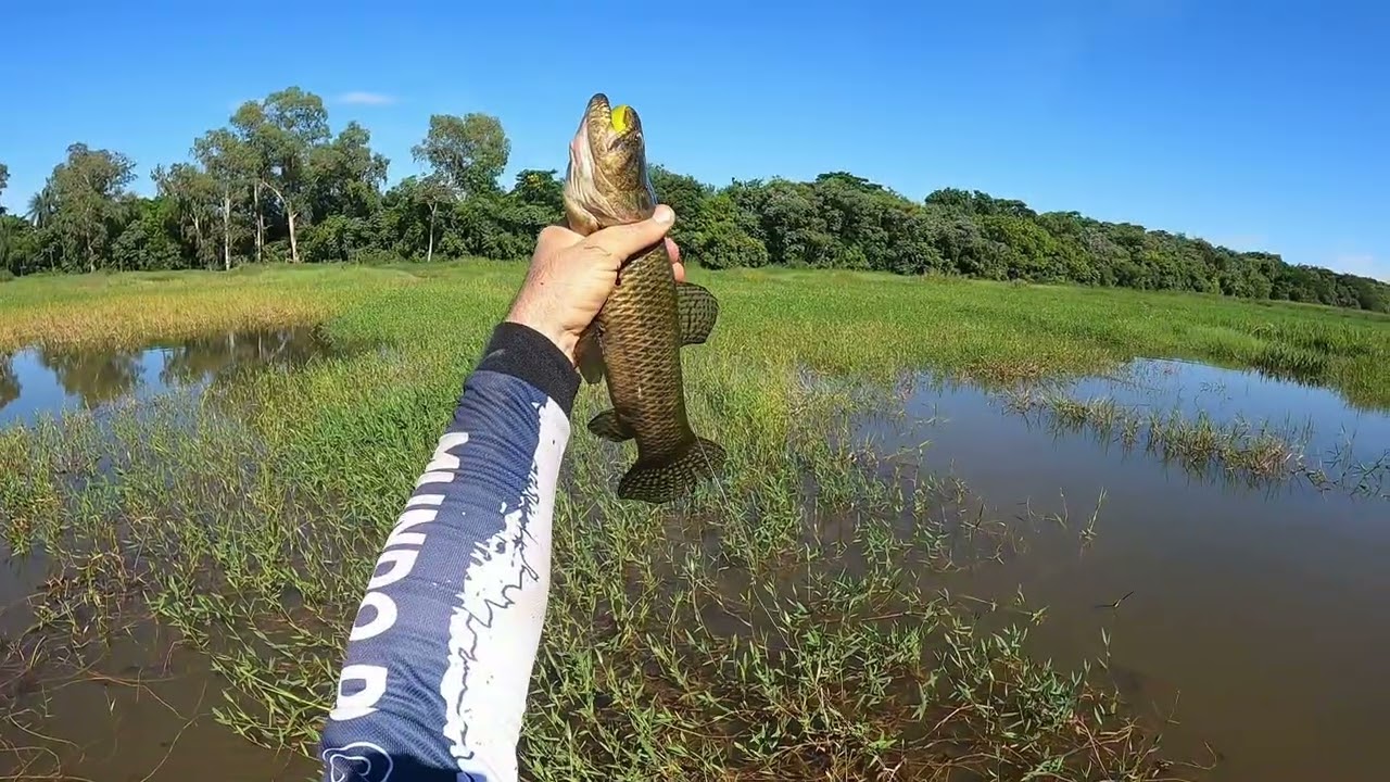 PESCARIA DE TRAIRAS COM FROG NA LAGOA DE ÁGUA BARRENTA