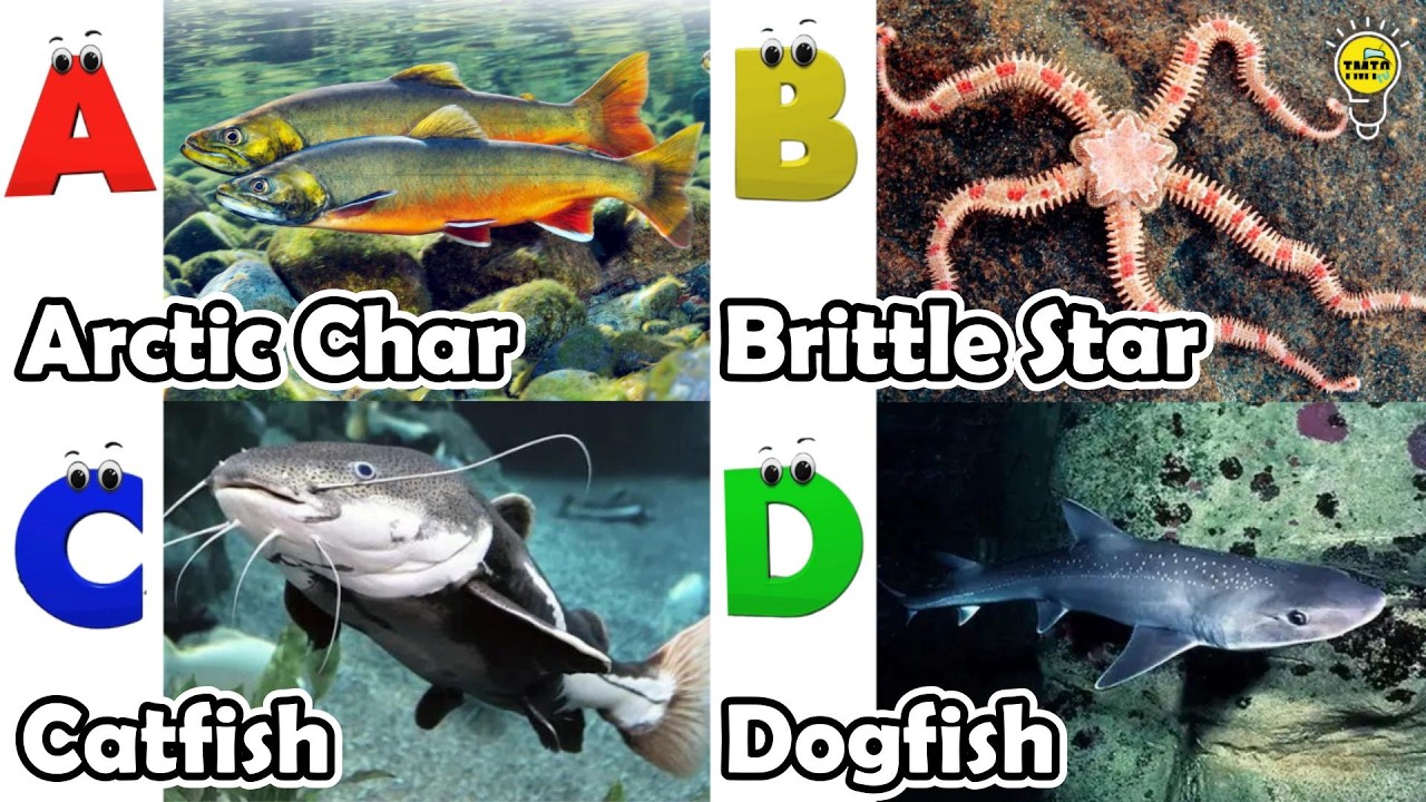 Cute ocean animals | ABC phonics animals | ABC Sea Animals song | English and Animals for Kids