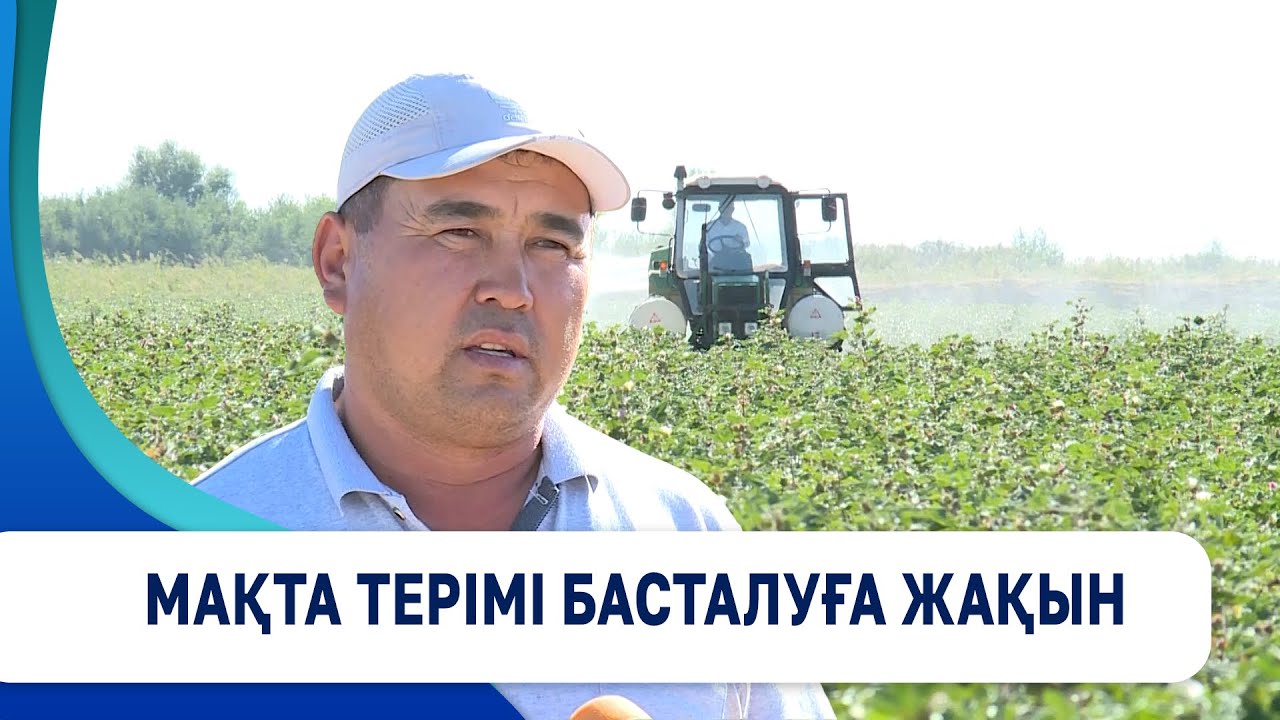 Түркістан облысында мақта терімі басталуға жақын