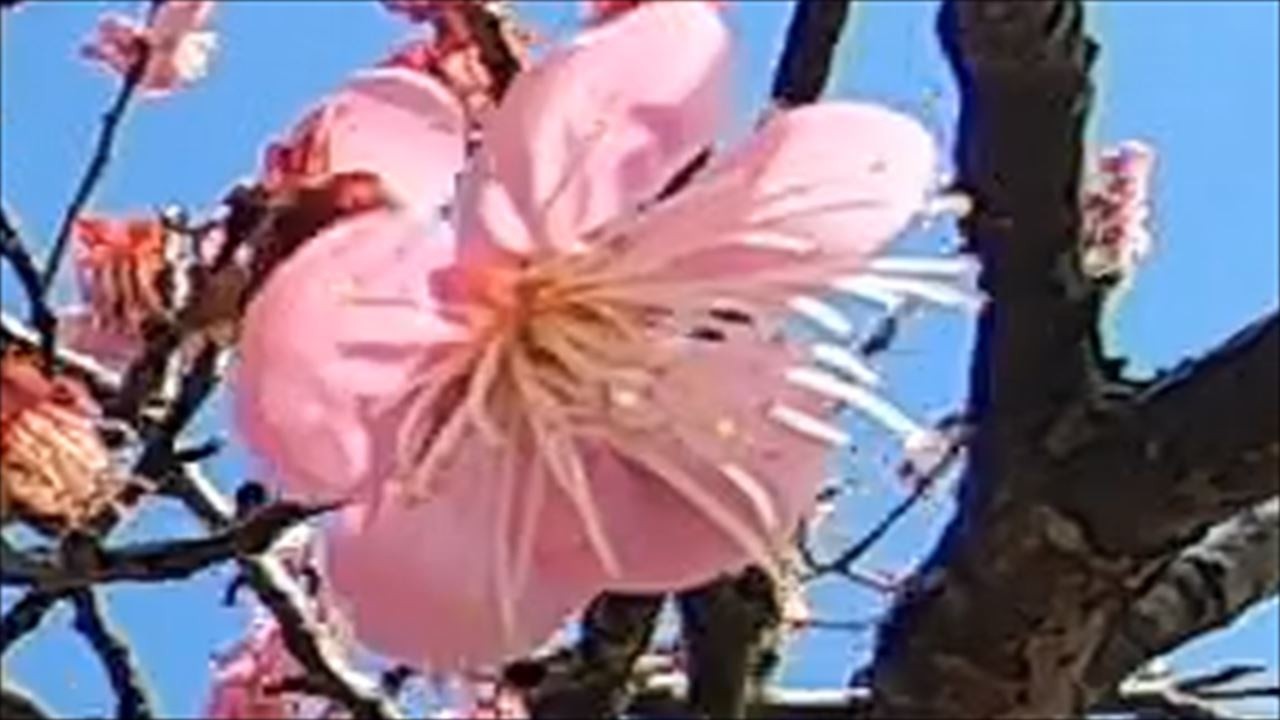 T735　たか鷹短信　2026年2月26日　ウメ　　花のワルツ　　南部丘陵公園