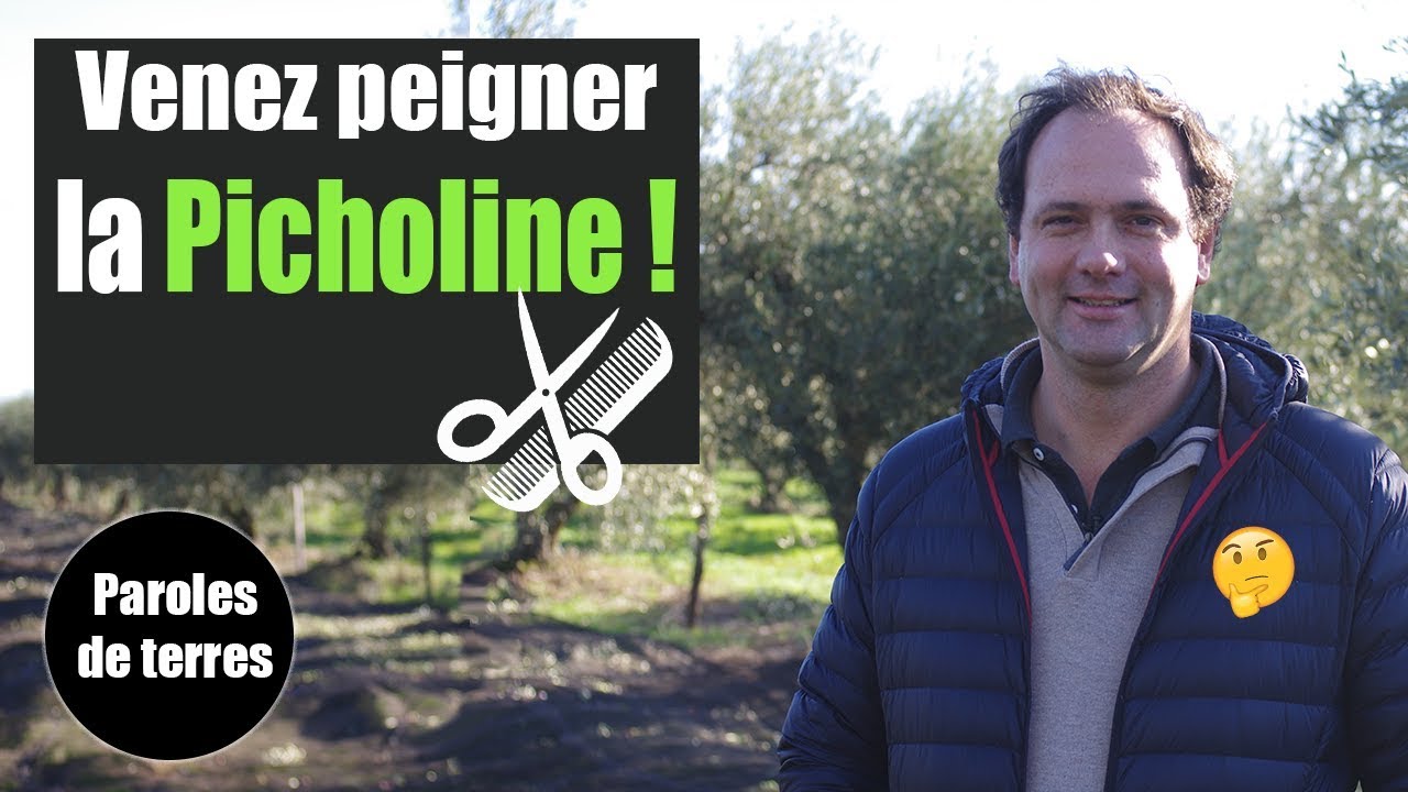 R&eacute;colte de l'Olive, je vous explique tout ! Paroles de Terres - Saison 3 #12