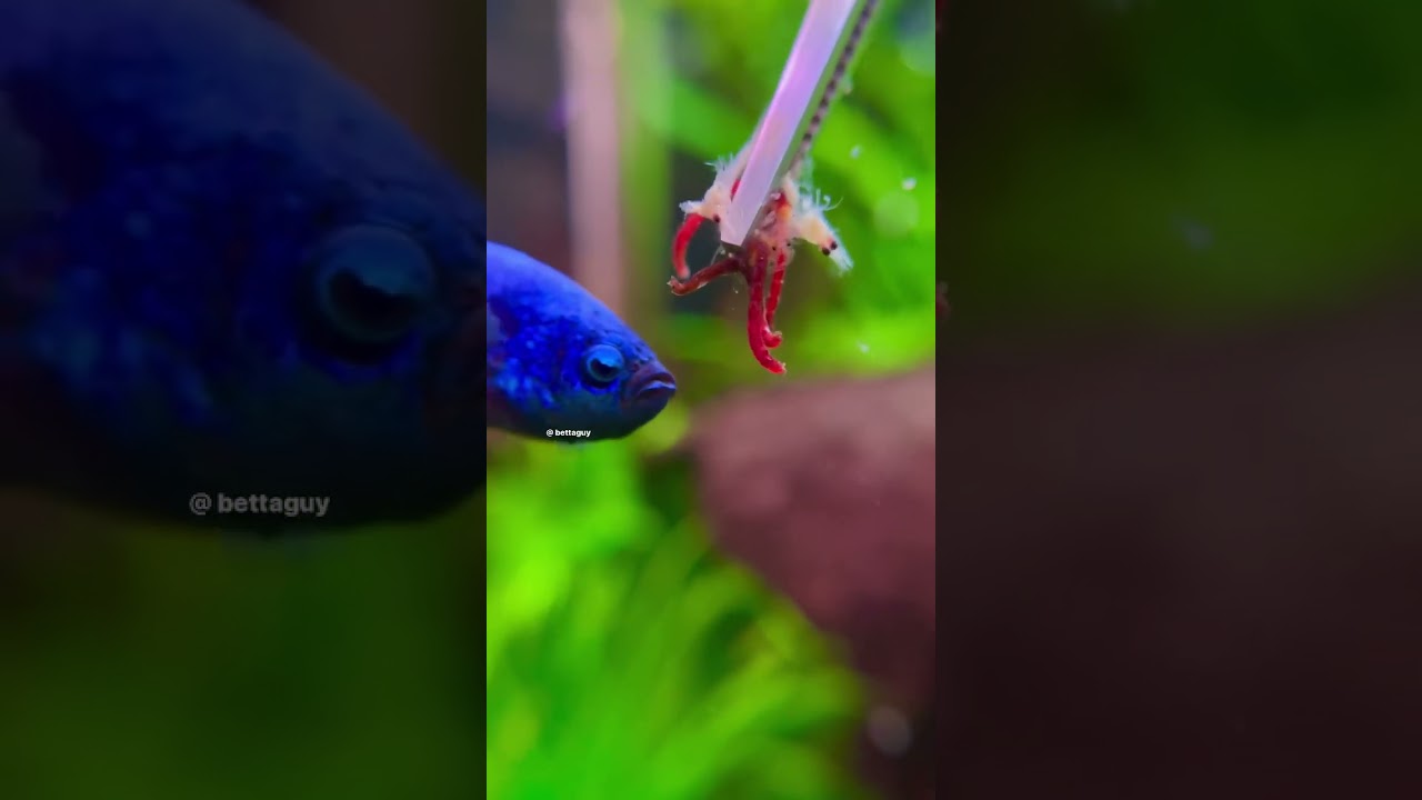Betta fish loves his food! #aquarium #bettafish #feeding