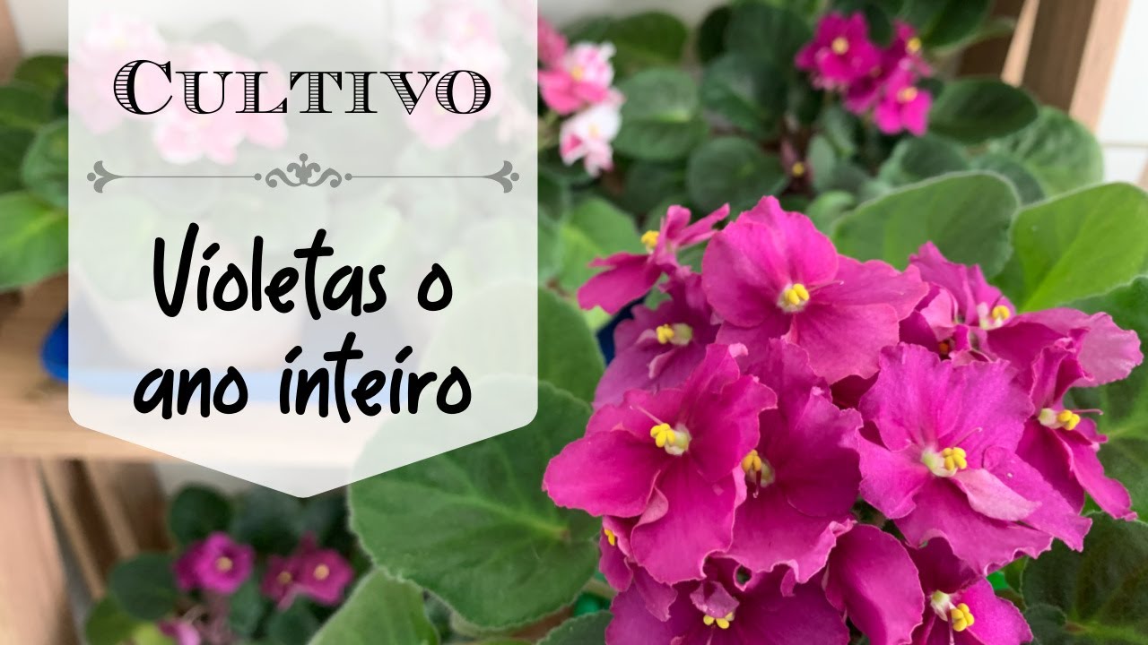 Como cultivar violetas de forma FÁCIL e ter flores o ano inteiro!