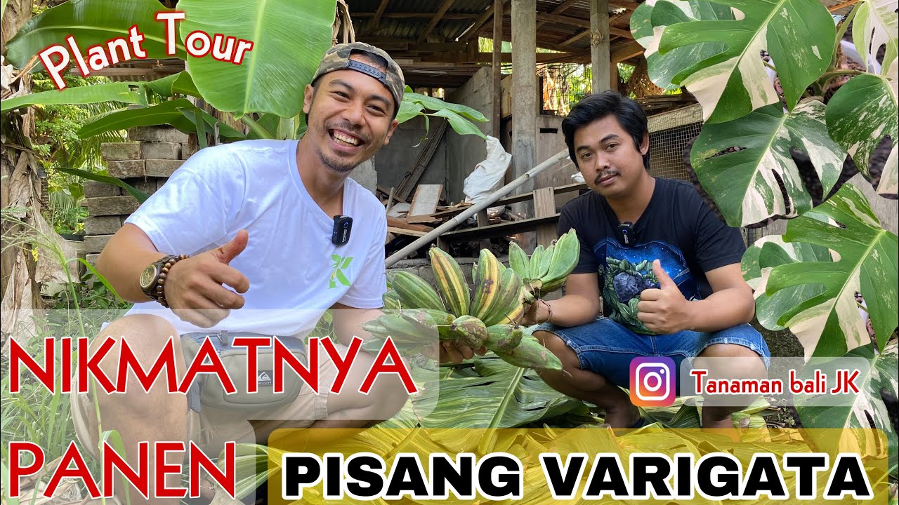 Plant Tour | PANEN PISANG VARIGATA di Nursery Tanaman BALI JK bli KONIK