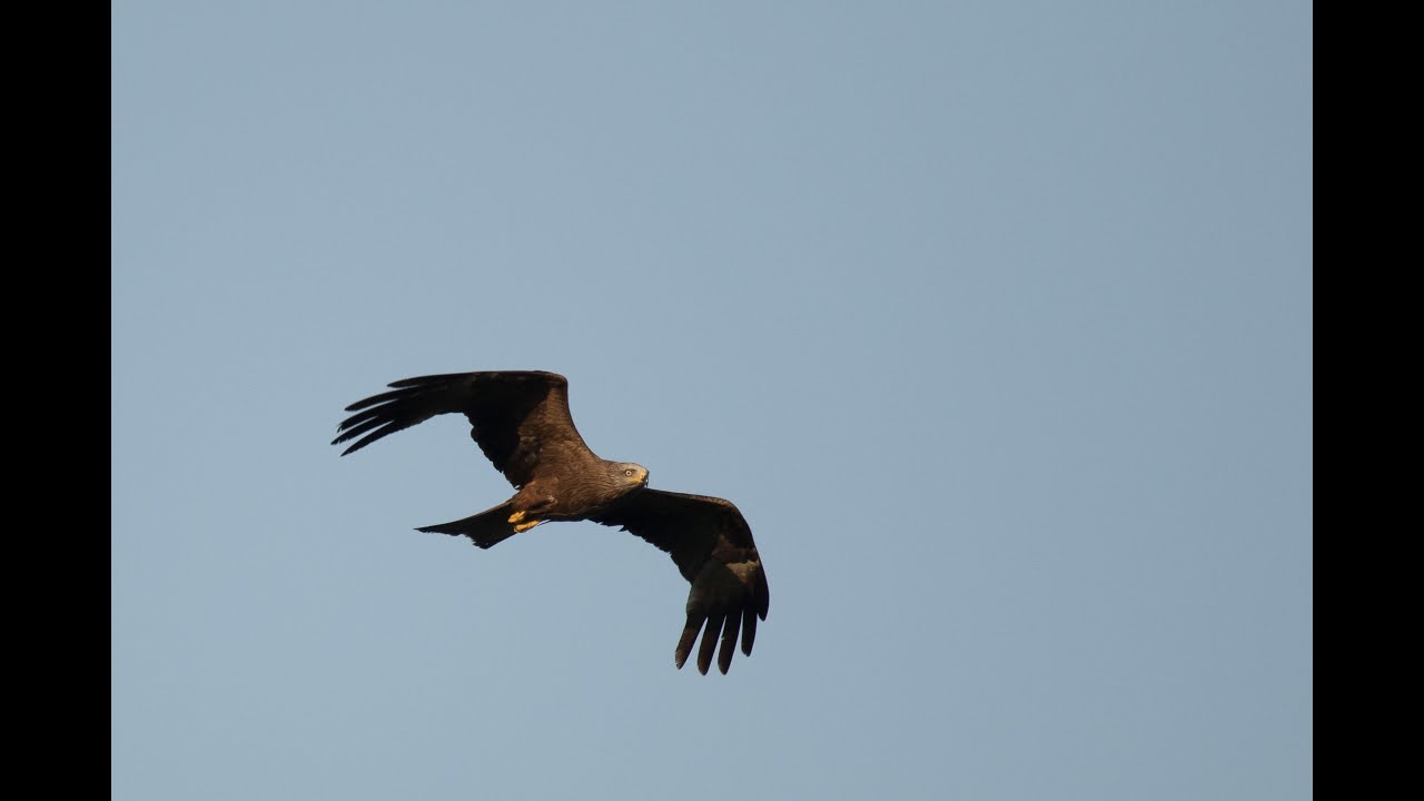 Fugler Nord Hellas 2015. Birding in North Greece, Lake Kerkini 2015