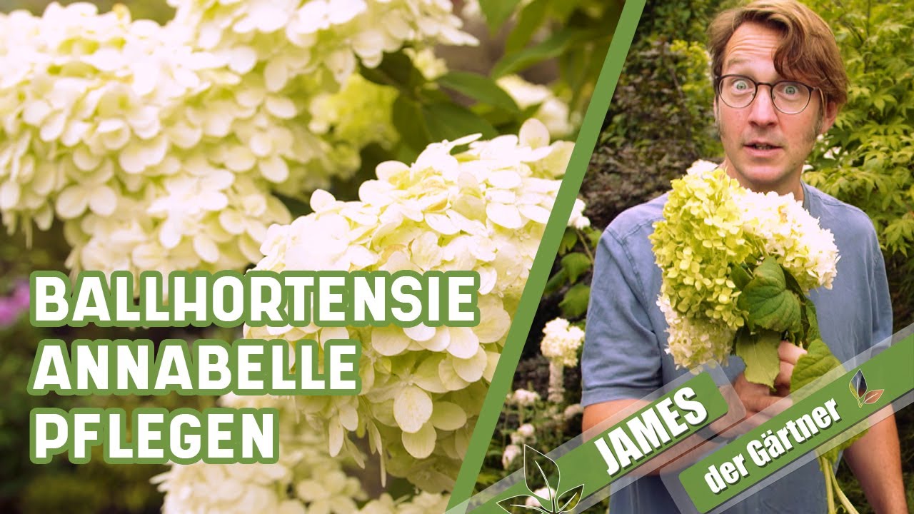 So werden Hortensien nach starkem Regen wieder schön! | James der Gärtner