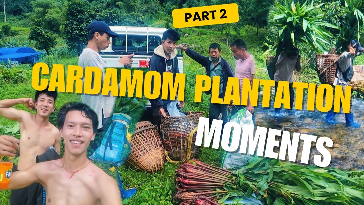 How Cardamom is Grown in Southern Central Bhutan 🇧🇹