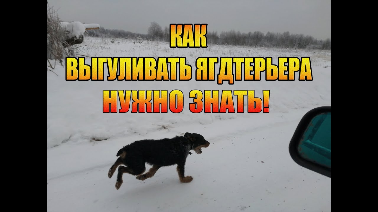 Как выгуливать Ягдтерьера правильно | Держим мышцы в тонусе