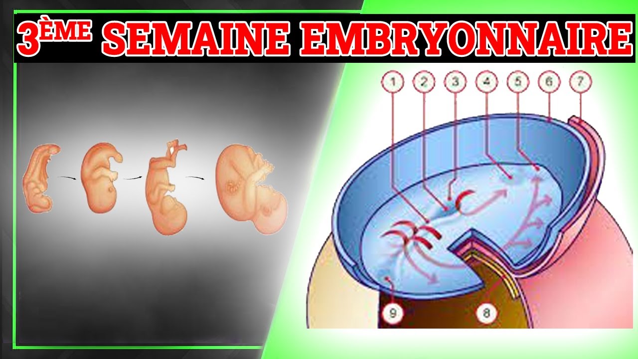 3ème Semaine du Développement Embryonnaire | Embryologie Humaine
