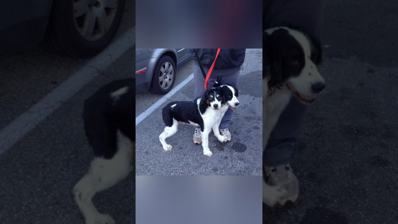 confusing photos that will make you look twice #facts #shortsfeed #shortsvideo #youtubeshorts