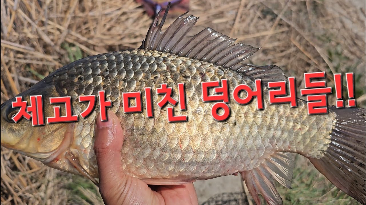 짬낚에 4짜?! 외대일침 현지 초고수 어르신 등장!!