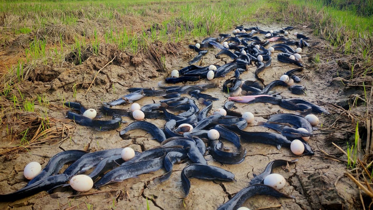 amazing fishing - catching a lot of fish and pick duck egg at field by hand skill