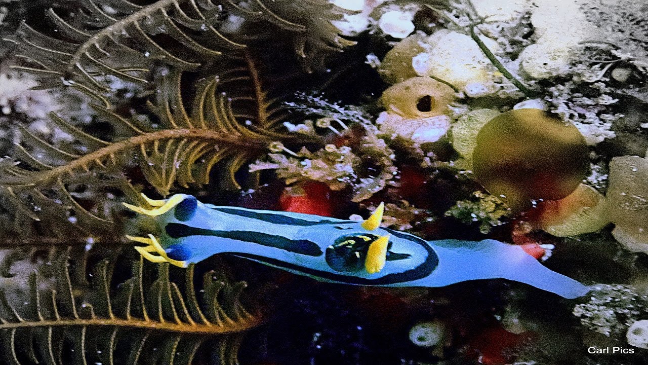 Dive at Windmill South Simon's Town