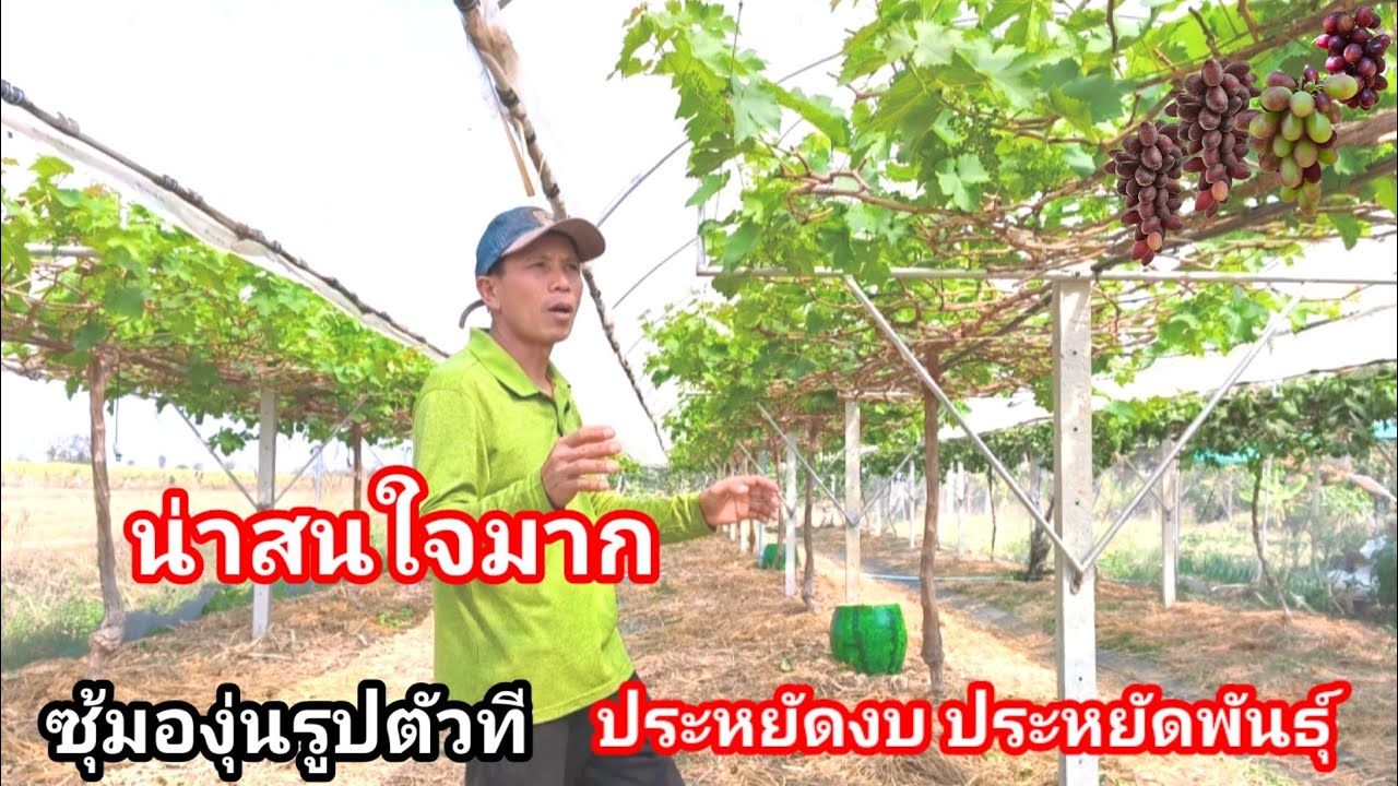 ซุ้มองุ่นแบบประหยัด!!ใช้ต้นพันธุ์น้อยเต็มค้างเร็ว รูปแบบตัวทีเสาอัดแรง เรียนรู้ได้สวนองุ่นป้อมสุวรรณ