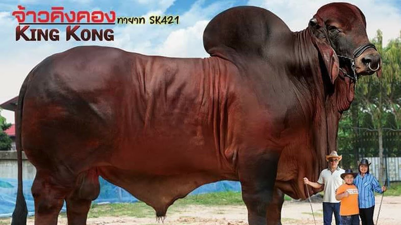 พาชมทายาท(ลูกชาย) SK421 จ้าวคิงคอง (ไปถ่ายคอกผู้อื่นครับคลิปนี้)