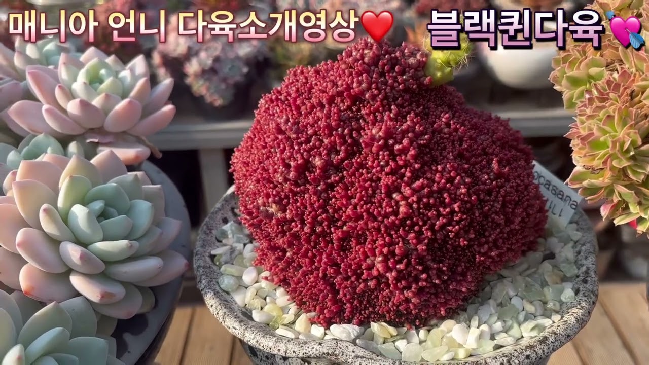 ★매니아님 다육대품구경하러 오세요 ★세상에 공짜는 없어요^^ㅎㅎ