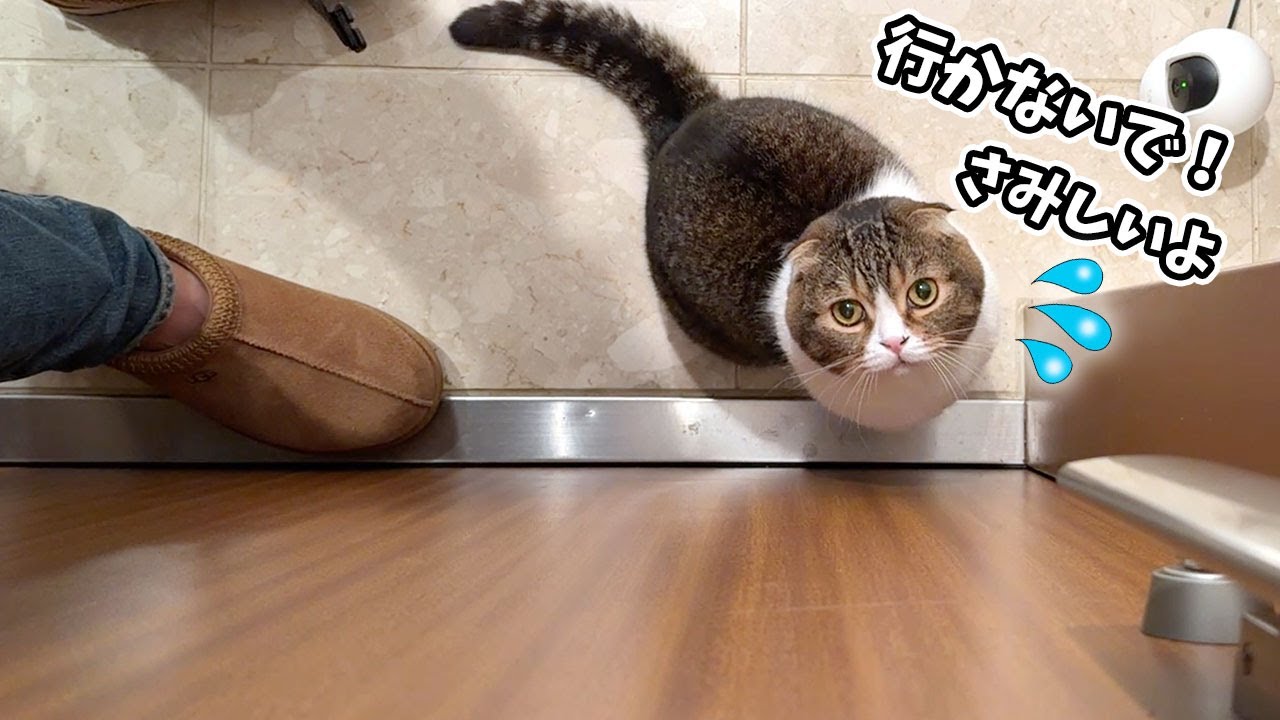 家を出て行こうとするおっさんを玄関で必死に泣いて引き止める猫がこちらです…涙
