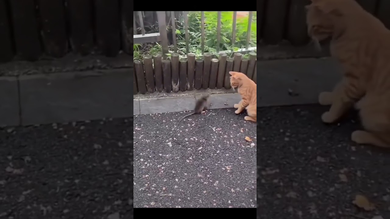 Cat Vs Rat 🤣