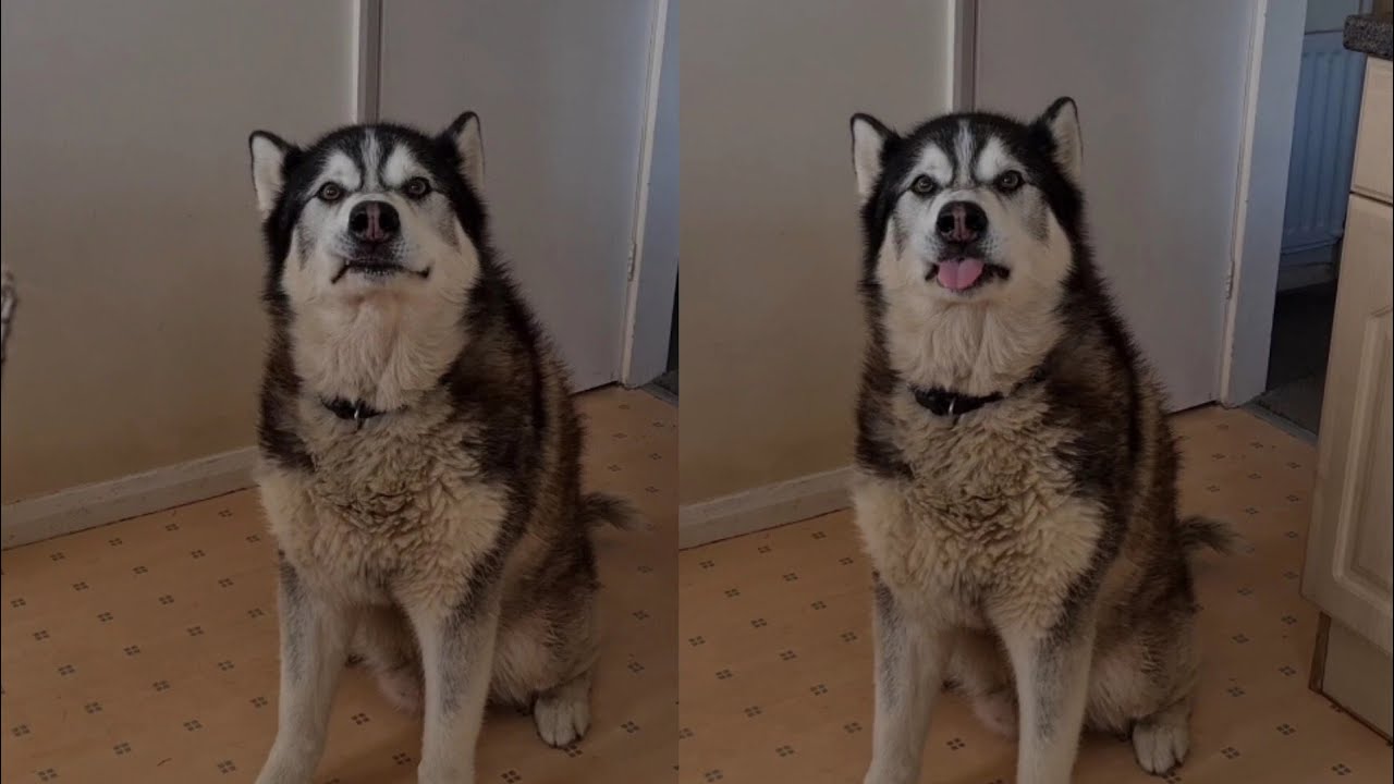 Husky is Not Happy when The Biscuit Lady is Nowhere to be Seen!