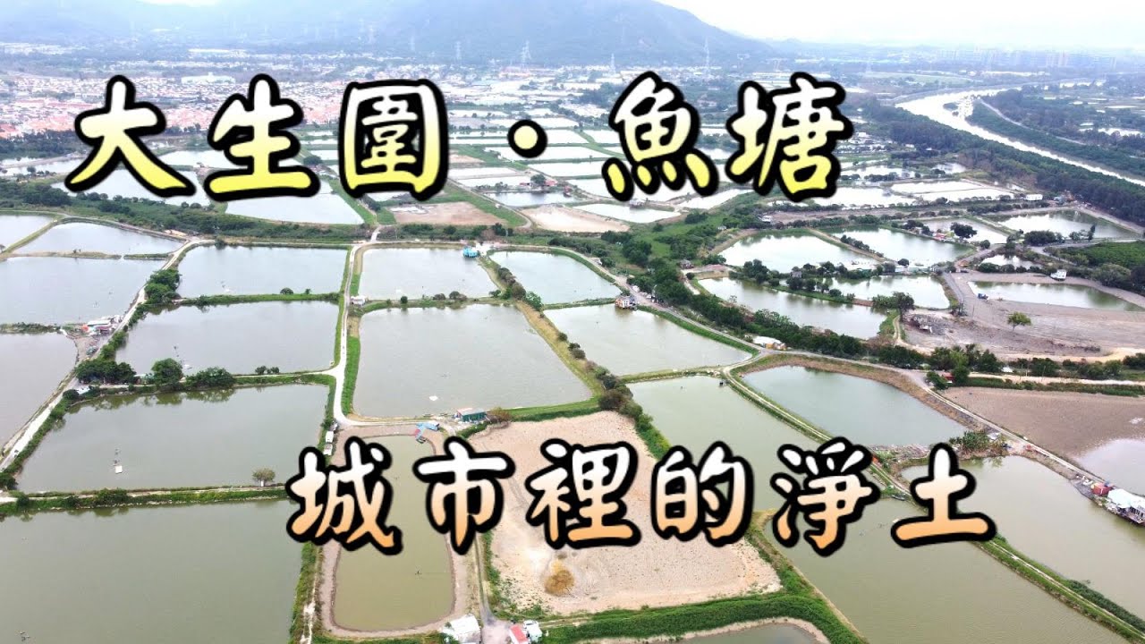【香港好去處】大生圍．魚塘｜城市裡的淨土｜米埔自然保護區｜候鳥遷徙｜