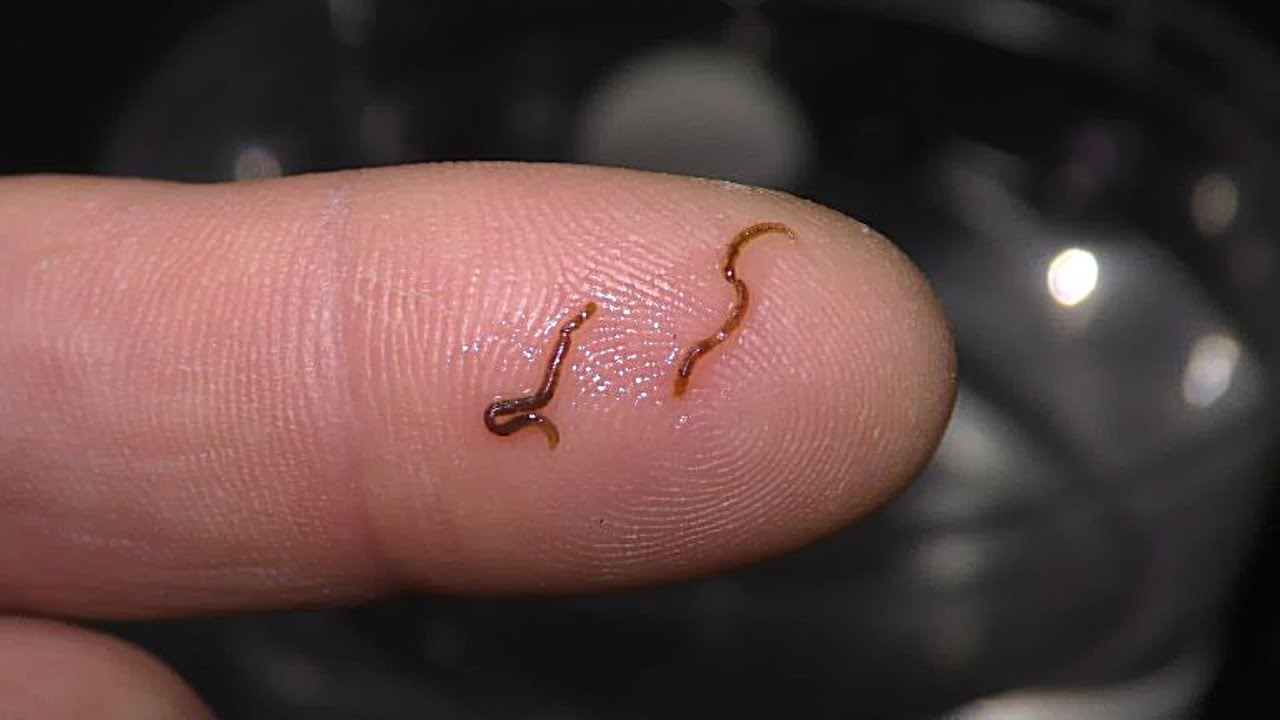 Culturing Blackworms from a Single Worm