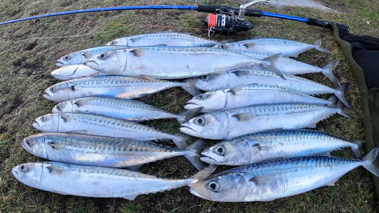 UK MACKEREL FISHING IN WINTER SINK AND DRAW ACTION  WITH MEATAL LURES I HIT THE JACKPOT!