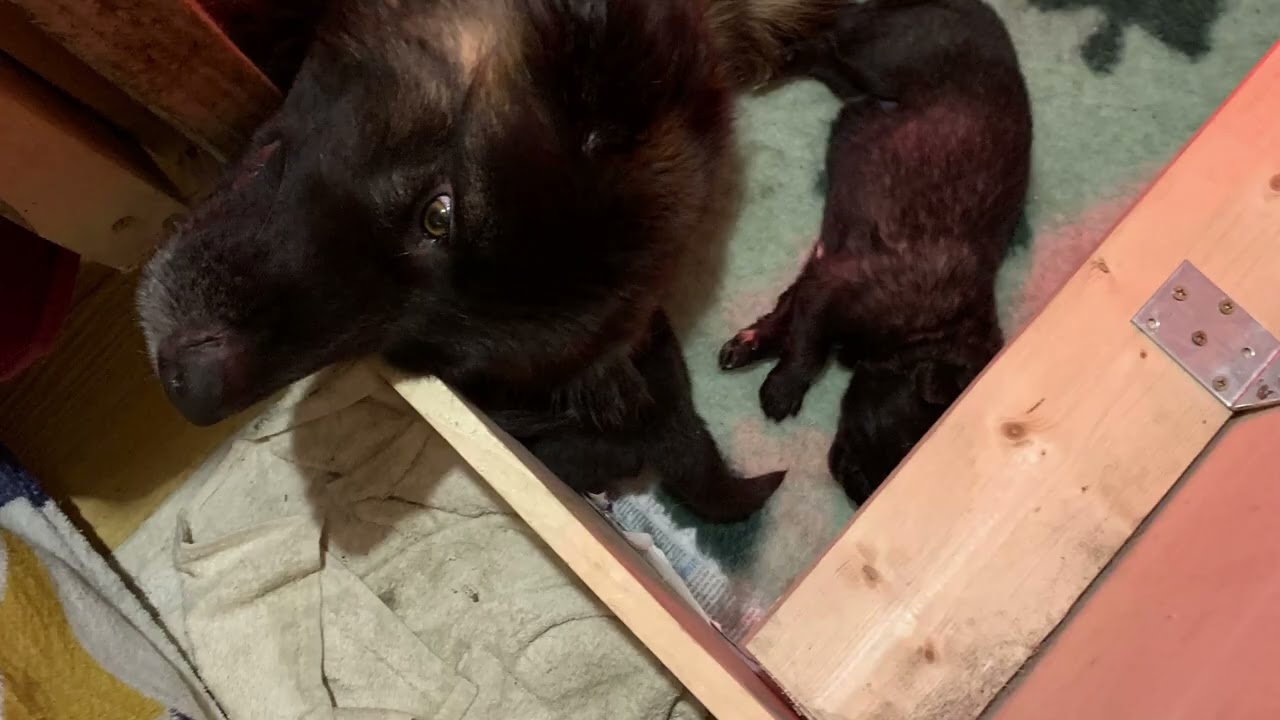 The cutest Estrela puppies in Ireland 