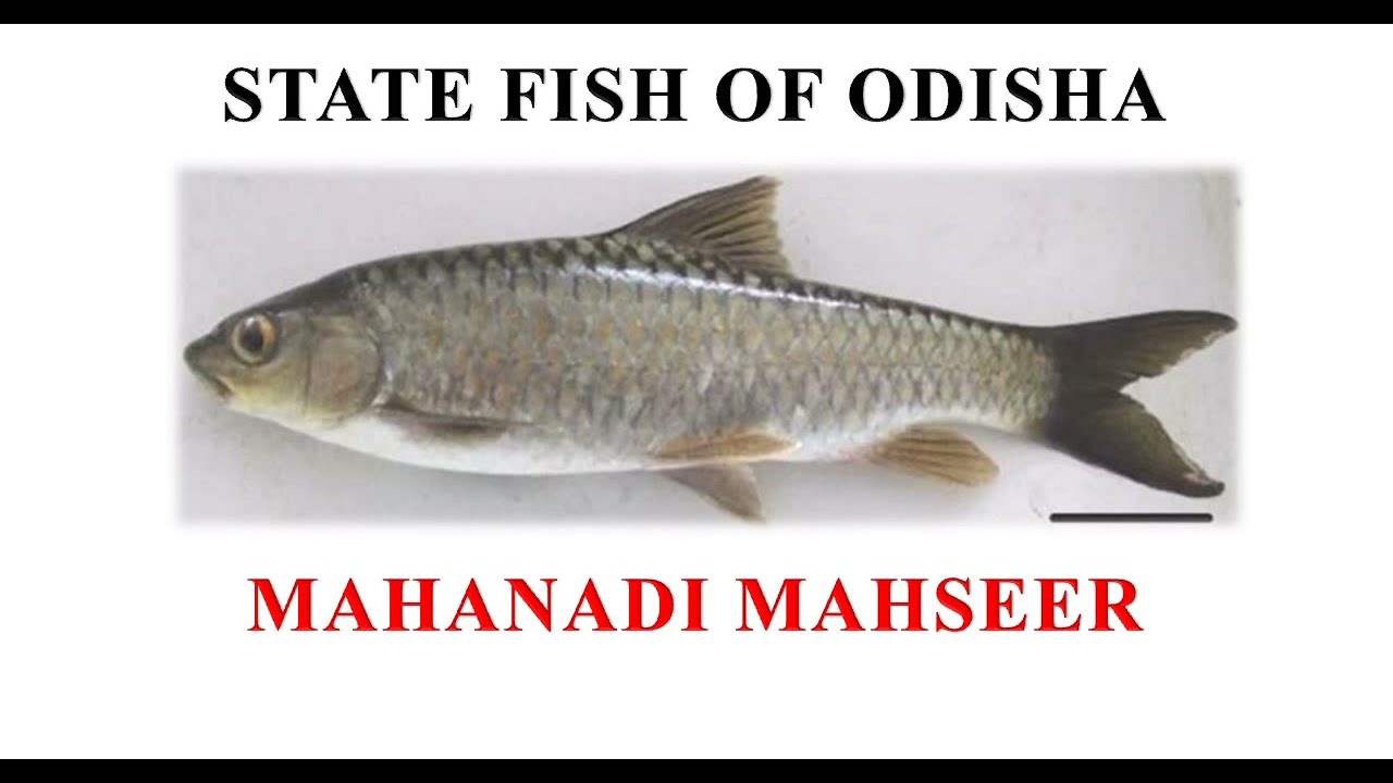 ODISHA STATE SYMBOLS || STATE SYMBOLS OF ODISHA ||