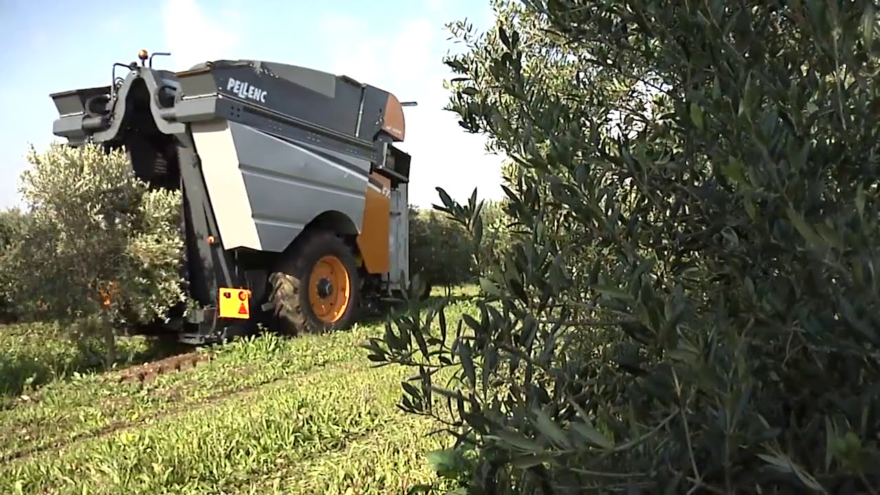 Tractée olives CV5045 | PELLENC