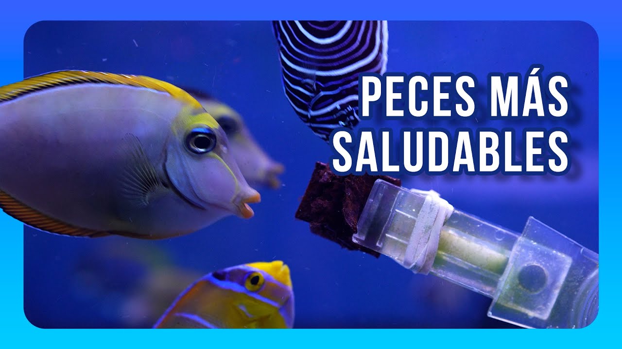 La CUARENTENA - ACUAREANDO EP. 10 | OSO REEF