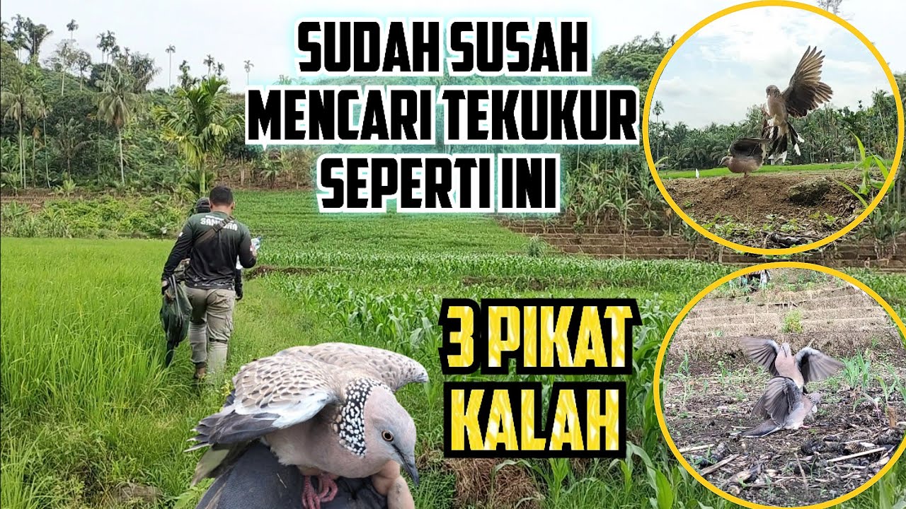 Sudah Susah Ketemu Burung Seperti Ini, 3 Pikat Tarik Tali Dalam Beberapa Menit
