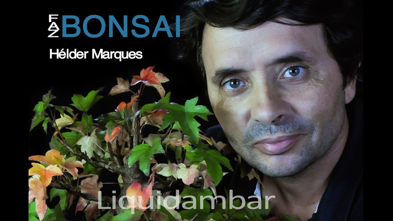 Bonsai Liquidambar - Faz Bonsai