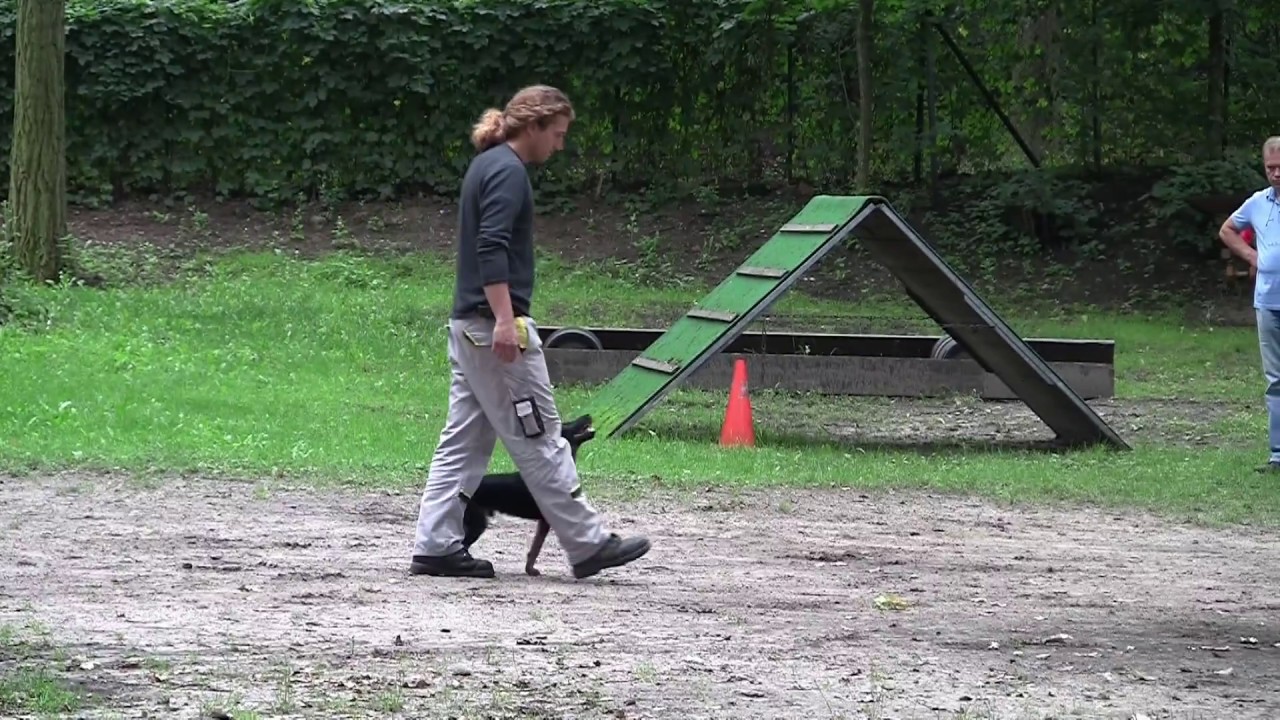 Deutscher Jagdterrier Lutz vom Mückensteg VDH Begleithundeprüfung