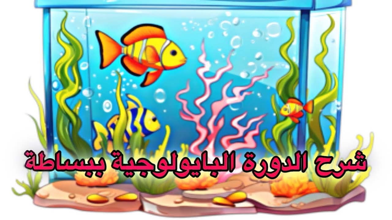 كل ما تحتاج معرفته عن الدورة البايولوجية وبشكل مبسط وسلس